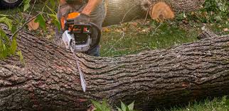 Best Tree Mulching Services  in USA